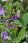 Blue wild indigo